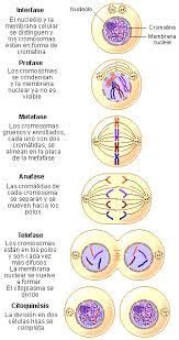 Resultado De Imagen Para Fases De La Mitosis Ense Anza Biolog A