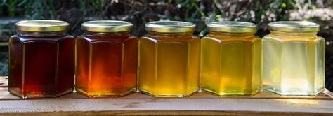 honey shades  left honeydew melata chestnut ca flickr