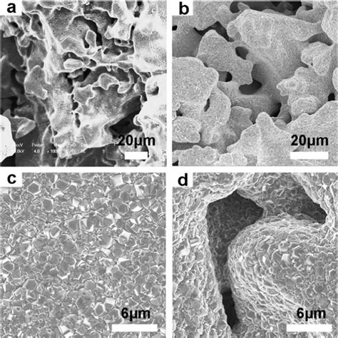 Sem Images Of A Pure Porous Ti B D Bdd Film On Porous Ti And C