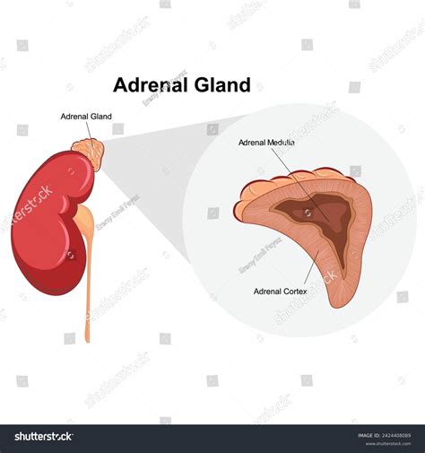Urinary System Kidney Anatomy Labelled Stock Vector (Royalty Free