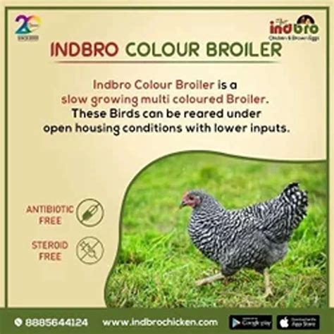 Indbro Slow Growing Broilers 15 20 Kg Per Bird Packaging Type