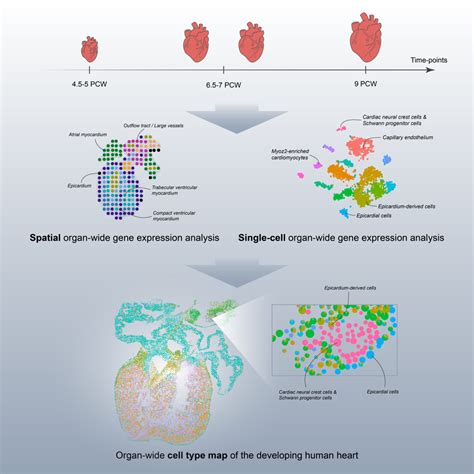 study  human heart development hdca sweden
