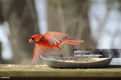 Cardinal Takes Flight High Res Stock Photo Getty Images
