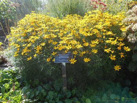 Кореопсис в ландшафтном дизайне (77 фото) - 77 фото