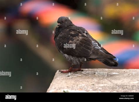 Pigeon On A Ledge Stock Photo Alamy