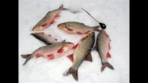 Кошачий глаз. Рыбалка на безнасадку. Язь - YouTube