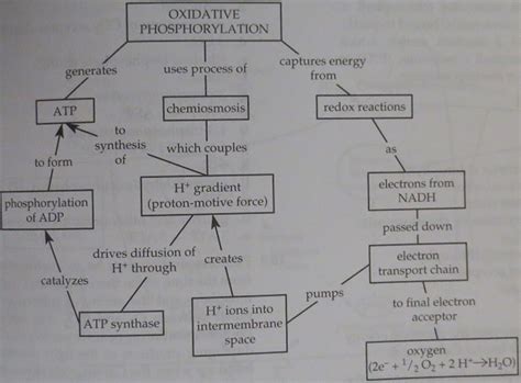 Oxidative Phosphorylation Concept Map