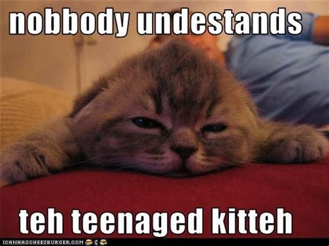 Classic Lolcat Lolcats Lol Cat Memes Funny Cats Funny Cat Pictures With Words On Them