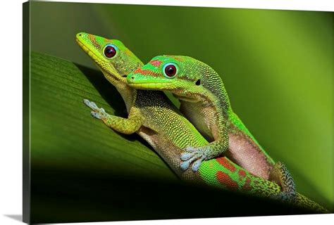 Pair of mating green geckos on spider lily leaf.