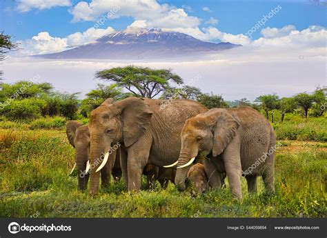 Elephants Mount Kilimanjaro Amboseli National Park — Stock Photo