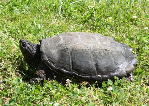 State Advises Oregonians To Watch Out For Snapping Turtles • Oregon