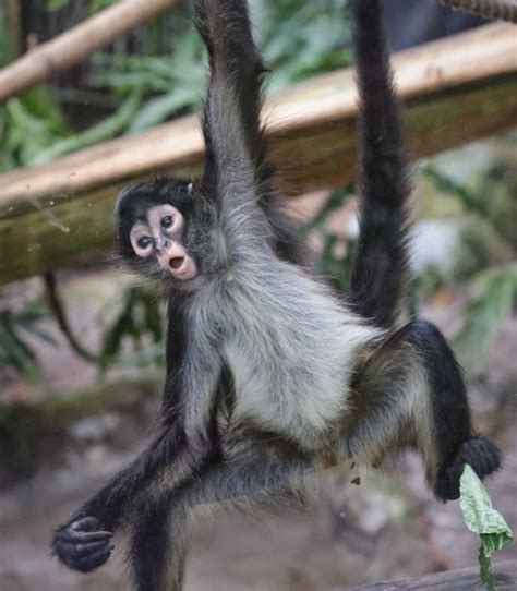 Pictures Monkeying Around At The Central Florida Zoo Orlando Sentinel