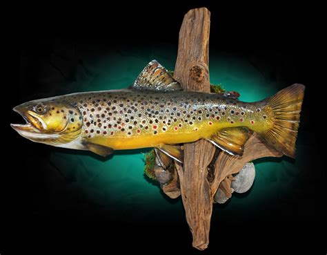 Brown Trout Fish Mounts By Marine Creations Taxidermy