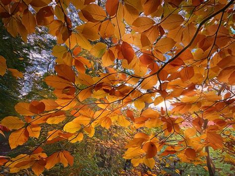 Der Herbst Ist Gekommen Klaus Peter Dinges Flickr