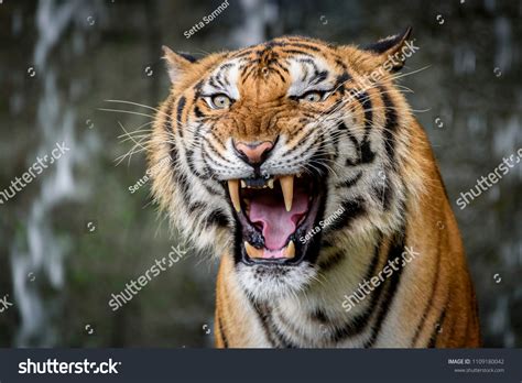 Close Portraits Roaring Bengal Tiger Stock Photo 1109180042 | Shutterstock