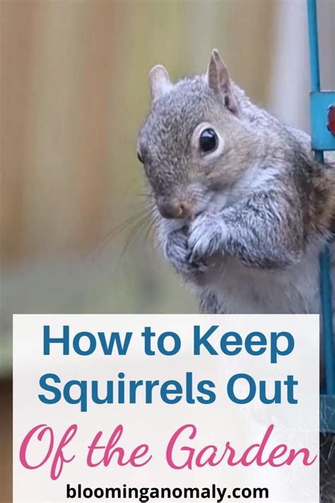 Actionable Ways To Keep Squirrels Out Of Your Garden Artofit