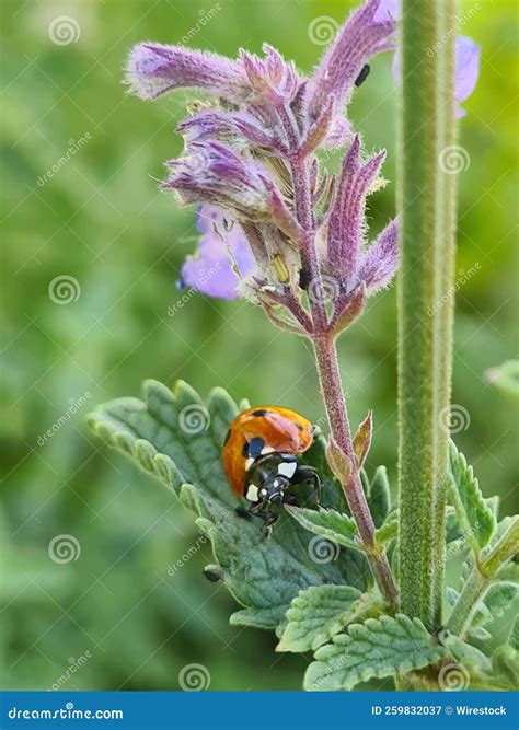 Ladybug on a Flowering, Purple Catmint, Vertical, Close-up Stock Image