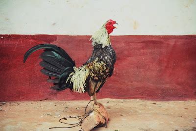 Ken Erickson S Blog Psst Wanna See Some Rooster Porn