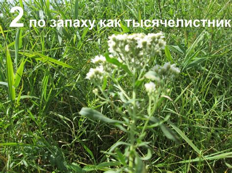 Полевые травы, название? — Форум — Ботаничка
