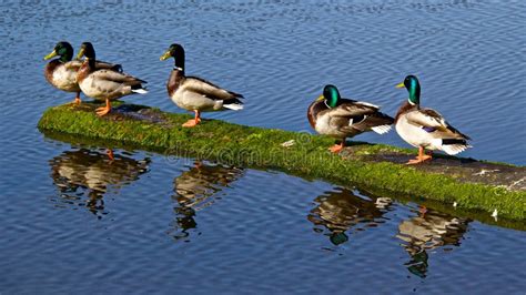 ducks stock   royalty  stock