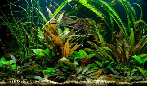 Криптокорины для аквариума виды фото