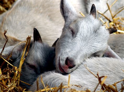 Goat Sleep Sleeping Goats Resting From All The Attention Flickr