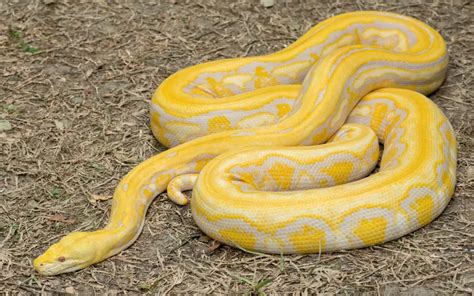 15 Types Of Yellow Snakes With Pictures Reptile Jam