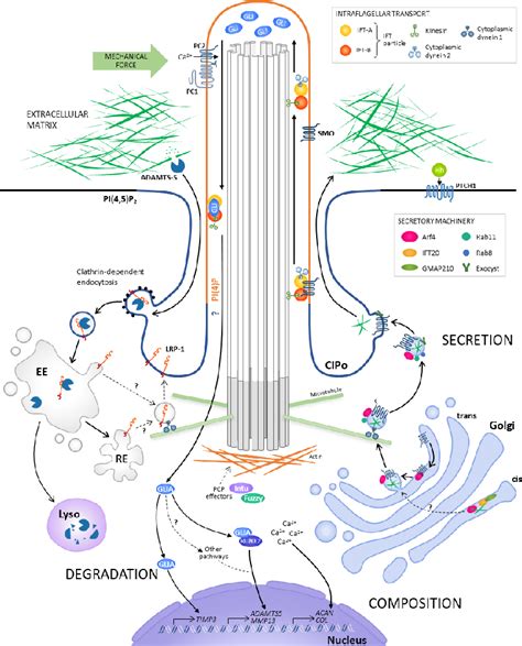 Figure From Regulation Of The Extracellular Matrix By Ciliary