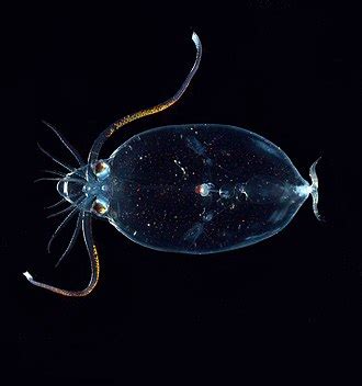 cranchiidae wikiwand