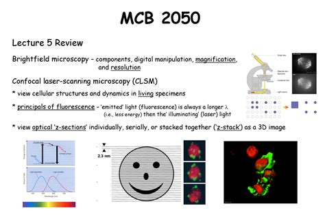 Lecture 6 Nov 1 L6 Mcb Notes MCB 2050 Lecture 5 Review Brightfield