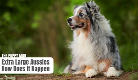 Australian Shepherd – The Puppy Mag
