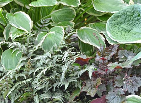 Dog Safe Shrubs For Shade at Peter Chavez blog