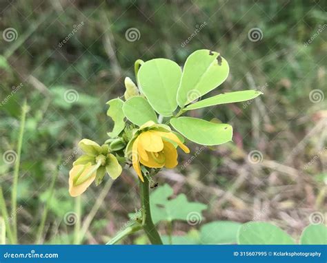 Java Bean Coffee Weed Wildflower Senna Obtusifolia Sicklepod Stock