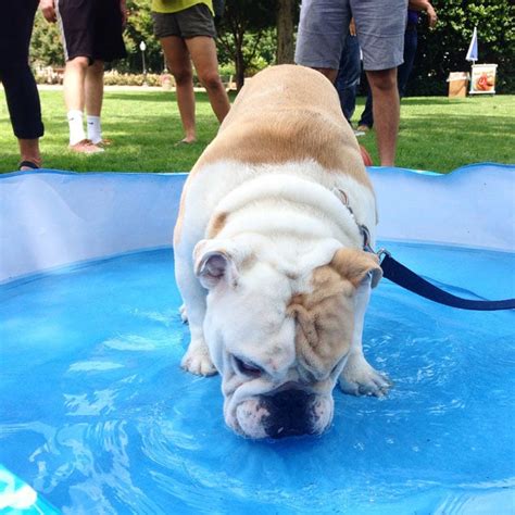 Friday Fun: Georgetown University’s New Mascot Celebrates His First ...