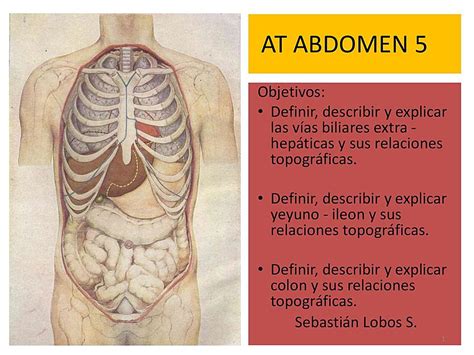 Anatomia De Abdomen 5 Apuntes Médicos Udocz