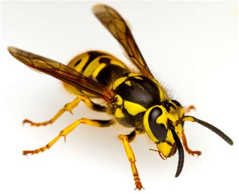 how to get rid of ground yellowjackets 10