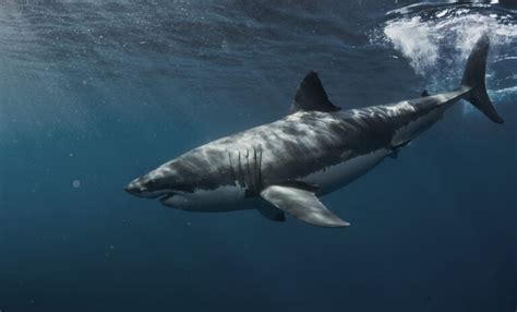 Tiger Shark vs Great White Showdown: What Sets Them Apart?