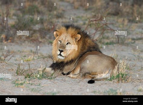 Big Male African Lion Resting Stock Photo Alamy