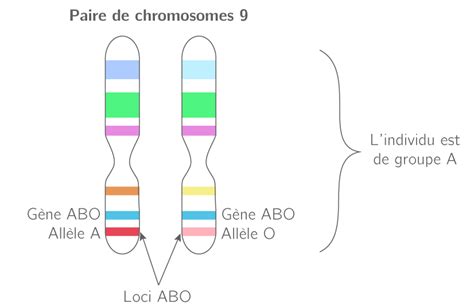 Les supports de l information génétique 3e Cours SVT Kartable