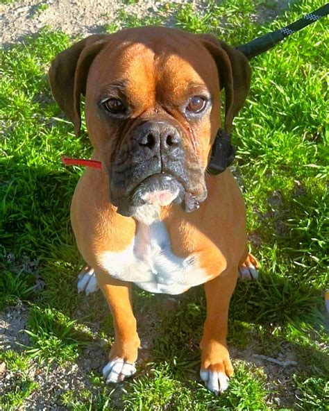 Cody CH Boxer Rescue