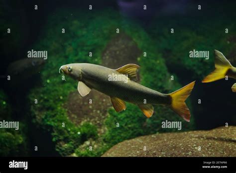 European barbel (Barbus barbus). Freshwater fish Stock Photo - Alamy