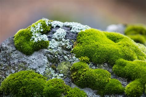 100 Day Challenge 97 Can You Tell Lichen From Moss — Linda Parker