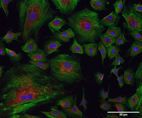 Widefield Fluorescence Microscopy With The Fs Spectrofluorometer