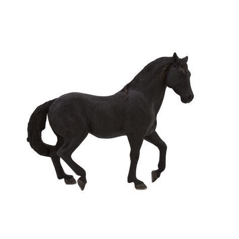 Black Andalusian Horse