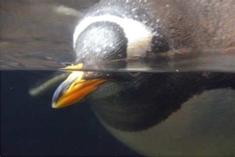 Acquario Oceanografic Di Valencia Il Mondo Marino A Portata Di Tutti