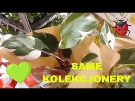 ROŚLINY KOLEKCJONERSKIE BIEDRONKA ZNOWU ZASKAKUJE YouTube