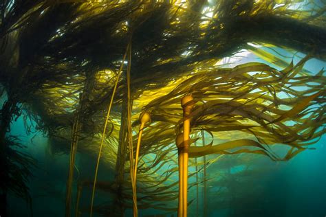 underwater kelp