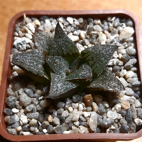 haworthia splendens hybrid cactus shop