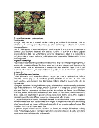 Como Cultivar Moringa Oleifera En Colombia Pdf