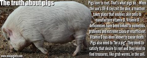 A Blog About Various Topics That May Affect Mini Pigs - Mini Pig Info